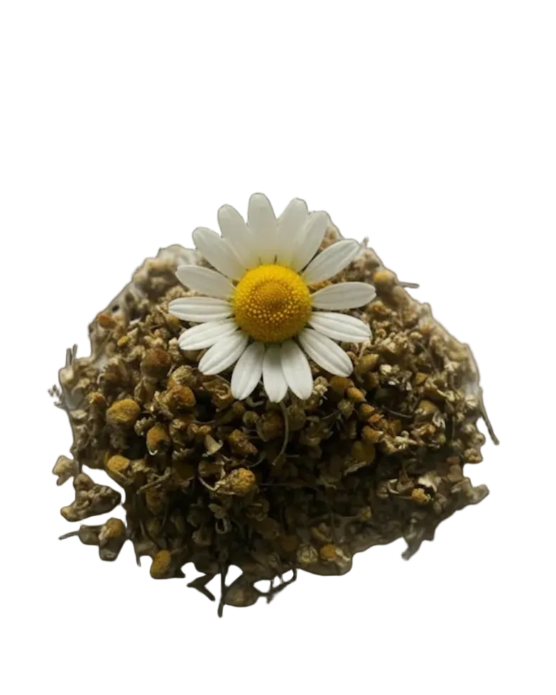 Egyptian Chamomile